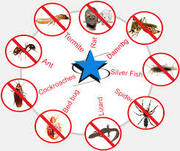  Pest Control Service in Jalandhar