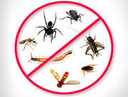 Pest Control Services