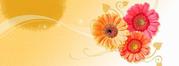 Send Flowers to Ahmedabad | Ivy Aura