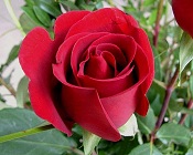 Best Wholesale Flower Delivery in India-Prospect Flowers