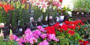 Ace Gardener  - Better Homes and Gardens