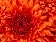 Prime Computer Services: computer sales and services.