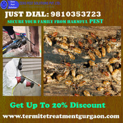 Get Up To 20% Discount Outstanding Termite Treatment Gurgaon