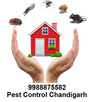 Pest control Zirakpur