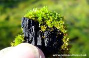Buy biochar online with Prime Laboratories!