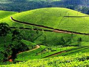 Munnar / Alleppey / Thekkady Tour Packages 
