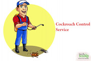Affordable and effective cockroach control service at TechSquadTeam 