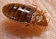 Bed bugs control services