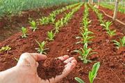 Best Vermicompost in Chennai | Vermicompost in Chennai
