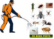Wood Borer Pest Control Company In Ahmedabad,  Gujarat,  India