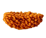 1 Mukhi Rudraksha At Best Price