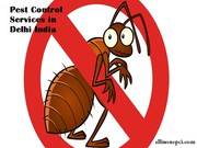 Are you looking for the Best Pest Control Services in Delhi India