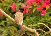 India birding tours