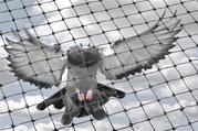 Pigeon Netting Services in Kharadi - Angad Bird Netting