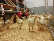 Leading Poultry Feed Manufacturers in Coimbatore 
