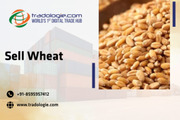 Sell Wheat