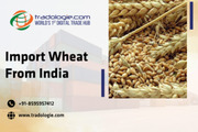 Import Wheat From India