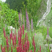 Things To Know About Valley Of Flowers Trek