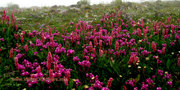 Things To Know About Valley Of Flowers Trek