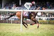 Best Horse Racing API – Live Odds,  Entries & Data Feeds | FantasyGame
