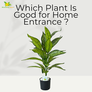 Which Plant Is Good for Home Entrance ?