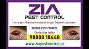 Zia Pest Control Services | Bed Bugs Control | Say Goodbye to Pest