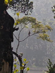Sakleshpur homestay for family